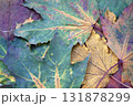 Autumn leaves background. Colorful autumn leaves close-up. 131878299