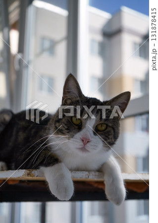 Portrait of a gray and white cat looking up outside. 131878415