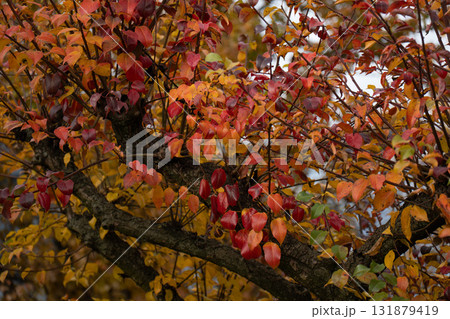 Colorful autumn leaves in rich red, orange, and yellow hues cover a tree branch, creating a warm and textured seasonal composition 131879419