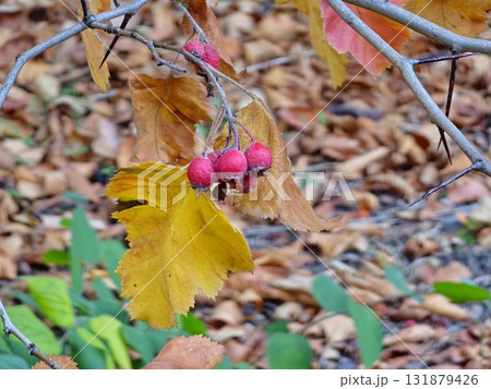 Close-up of red Crataegus monogyna berries on branches with yellow leaves in an autumn garden. Sectional focus. Blurred background Close-up of red Crataegus monogyna berries on branches with yellow leaves in an autumn garden. Sectional focus. Blurred background 131879426