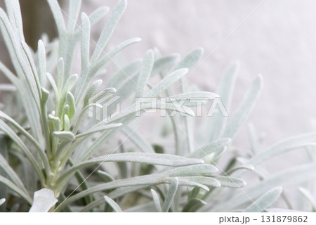Macro photo of a group of small white and light green plant leaves blooming for use as a nature concept background. 131879862