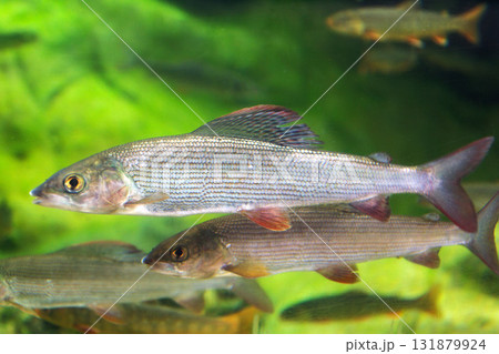 Living Arctic char and European grayling fish swimming in large water tank aquarium Living Arctic char and European grayling fish swimming in large water tank aquarium 131879924