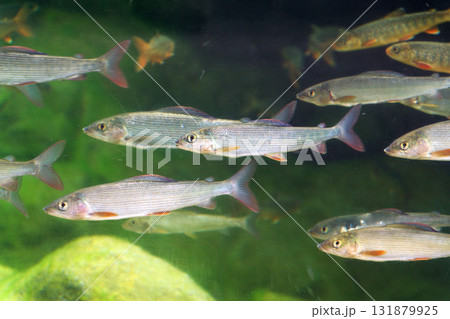 Living Arctic char and European grayling fish swimming in large water tank aquarium 131879925