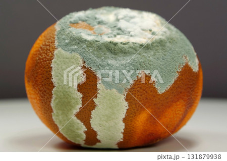 Overripe and rotten mandarin. Rotten tangerine covered with mold 131879938