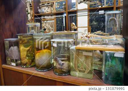 Animals internal organs. Animals internals in glass jars 131879991