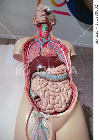 Plastic model of internal organs of human, organization of the body 131880002