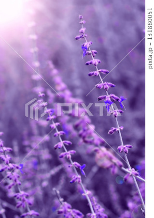 Lavender flowers close-up with soft sunlight and blurred purple background Lavender flowers close-up with soft sunlight and blurred purple background 131880051