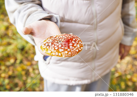 A small dried fly mushroom in female hand with copy space on white background. Gathering mushrooms. Poisonous toxic dangerous inedible mushroom. Dried Amanita muscaria has anti-inflammatory properties A small dried fly mushroom in female hand with copy space on white background. Gathering mushrooms. Poisonous toxic dangerous inedible mushroom. Dried Amanita muscaria has anti-inflammatory properties 131880346