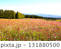 カラフルな花畑・生駒高原 131880500