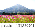 生駒高原コスモス 131880501