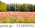 赤いコスモス花畑 131880502