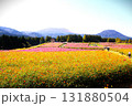 コスモスいっぱいの花畑と山 131880504