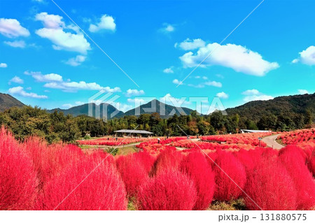 【香川県】秋の国営讃岐まんのう公園（真っ赤に紅葉したコキア） 131880575
