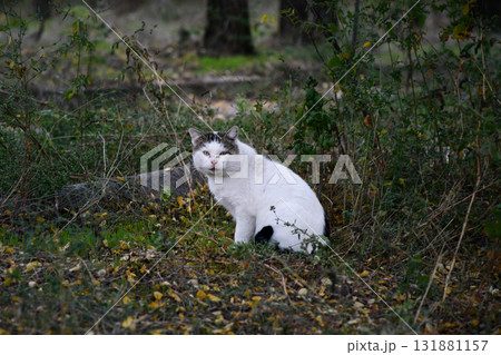 fluffy black and white cat sits gracefully on a weathered wooden bench surrounded by fallen leaves enjoying the warm autumn sunlight 131881157