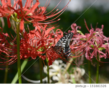 アゲハチョウと彼岸花 131881326