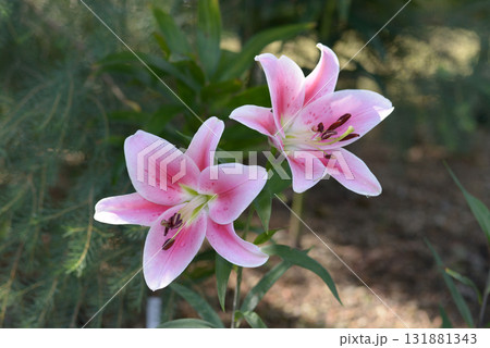 オリエンタルリリー　フロンテラ 131881343