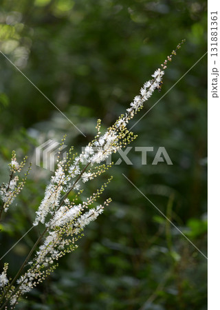 イヌショウマ 131881361