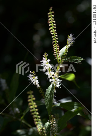 イヌショウマ 131881363