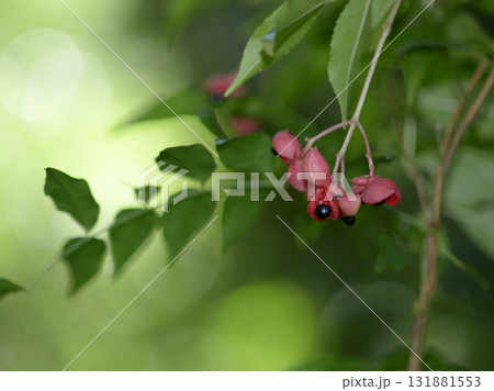 ゴンズイの実 131881553