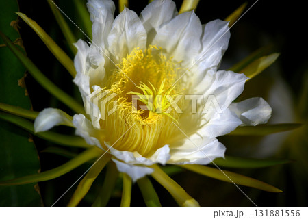 ドラゴンフルーツ 131881556