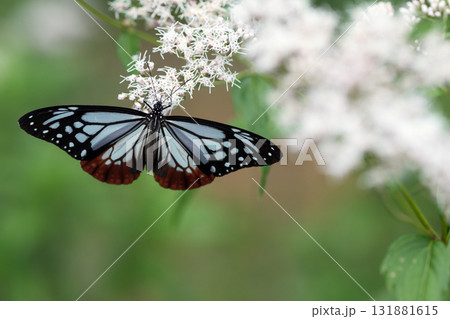 フジバカマの花の蜜を吸うアサギマダラ フジバカマの花の蜜を吸うアサギマダラ 131881615