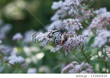 フジバカマの花の蜜を吸うアサギマダラ フジバカマの花の蜜を吸うアサギマダラ 131881616