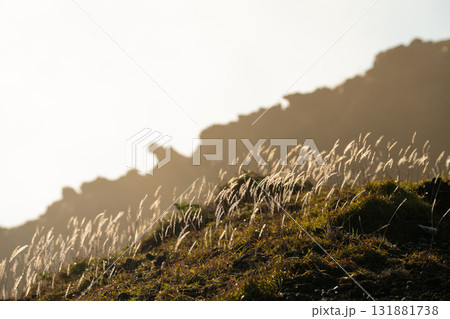 阿蘇山で朝日に照らされるすすき 131881738