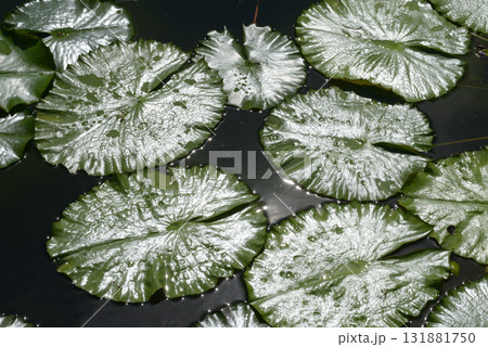 スイレンの葉　葉模様 131881750