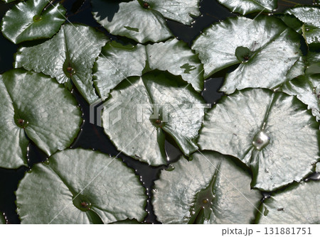 スイレンの葉　葉模様 131881751