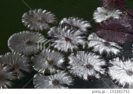 スイレンの葉　葉模様 131881752
