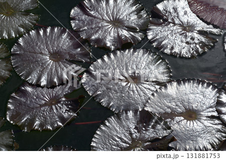 スイレンの葉　葉模様 131881753