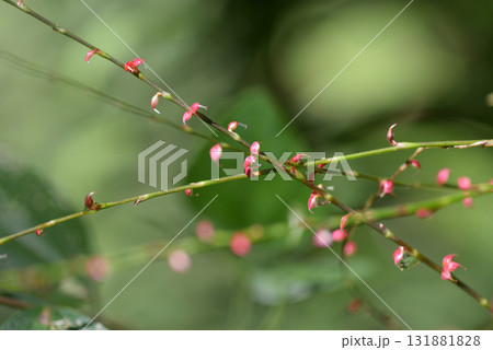 ミズヒキ ミズヒキ 131881828