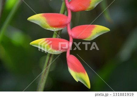 ヘリコニア・ロストラータ 131881919