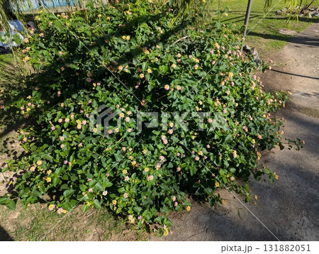 Lantana camara in the garden at the Botanical Garden in Cordoba, Argentina, in autumn. It is an evergreen, beautifully flowering tropical shrub, a species of Verbenaceae family, genus Lantana. Lantana camara in the garden at the Botanical Garden in Cordoba, Argentina, in autumn. It is an evergreen, beautifully flowering tropical shrub, a species of Verbenaceae family, genus Lantana. 131882051