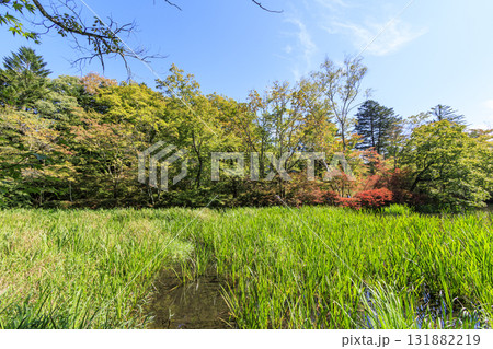 池に映る紅葉(旧軽井沢の雲場池) 池に映る紅葉(旧軽井沢の雲場池) 131882219