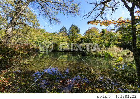 池に映る紅葉(旧軽井沢の雲場池) 池に映る紅葉(旧軽井沢の雲場池) 131882222