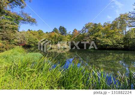 池に映る紅葉(旧軽井沢の雲場池) 池に映る紅葉(旧軽井沢の雲場池) 131882224