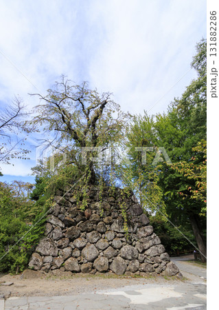 小諸市の小諸城址園（通称：懐古園）の秋 131882286