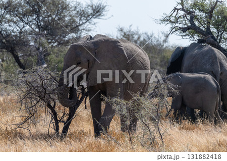 Elephant herd grazing in Etosha Elephant herd grazing in Etosha 131882418
