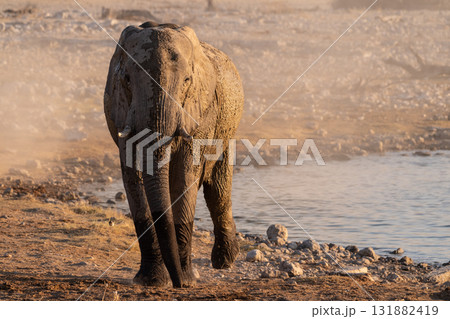 Bathing Elephants in Etosha Bathing Elephants in Etosha 131882419