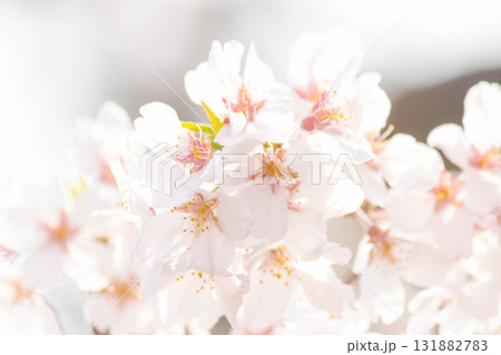 桜の花【品種:枝垂桜】 桜の花【品種:枝垂桜】 131882783