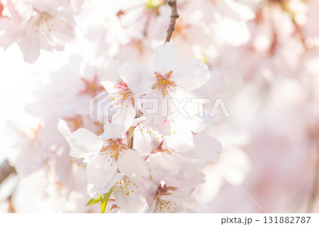 桜の花【品種：枝垂桜】 131882787