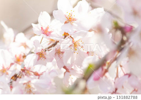 桜の花【品種：枝垂桜】 131882788