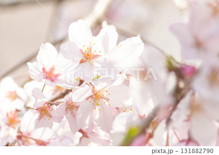 桜の花【品種:枝垂桜】 桜の花【品種:枝垂桜】 131882790