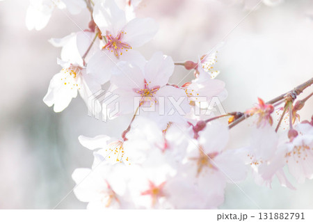 桜の花【品種：枝垂桜】 131882791