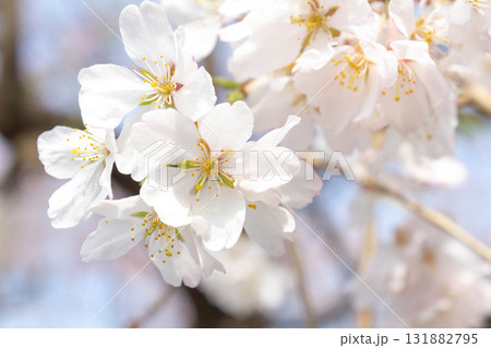 桜の花【品種:枝垂桜】 桜の花【品種:枝垂桜】 131882795