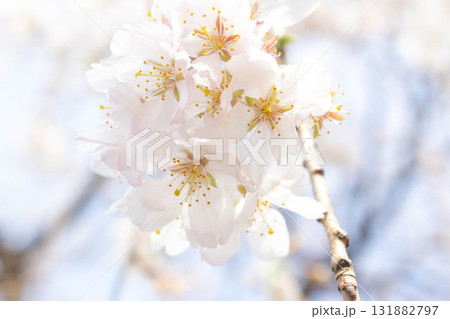 桜の花【品種:枝垂桜】 桜の花【品種:枝垂桜】 131882797