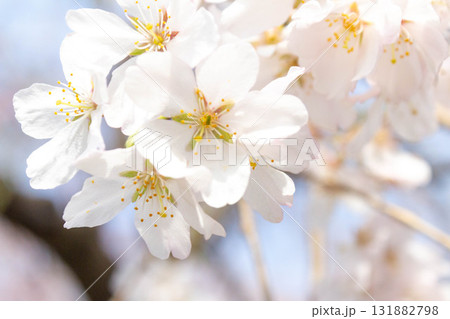 桜の花【品種:枝垂桜】 桜の花【品種:枝垂桜】 131882798