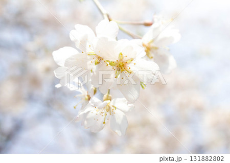 桜の花【品種：枝垂桜】 131882802