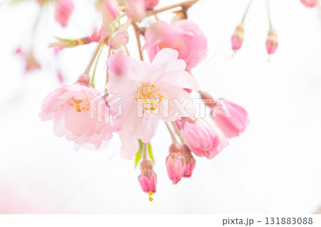 桜の花【品種:八重紅枝垂】 桜の花【品種:八重紅枝垂】 131883088